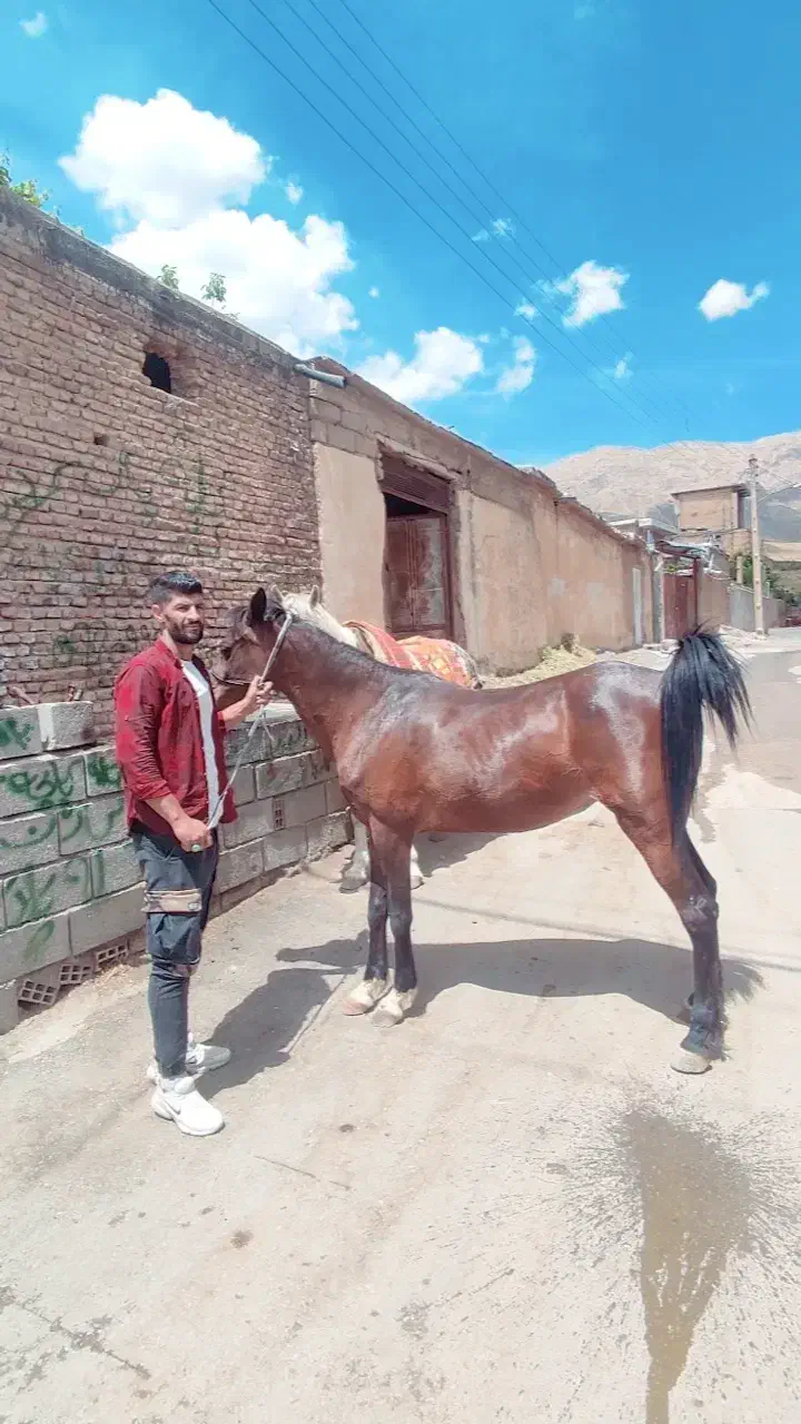 فروش مادیون سه سال|اسب و تجهیزات اسب‌سواری|رودشت (چهارمحال و بختیاری), |دیوار