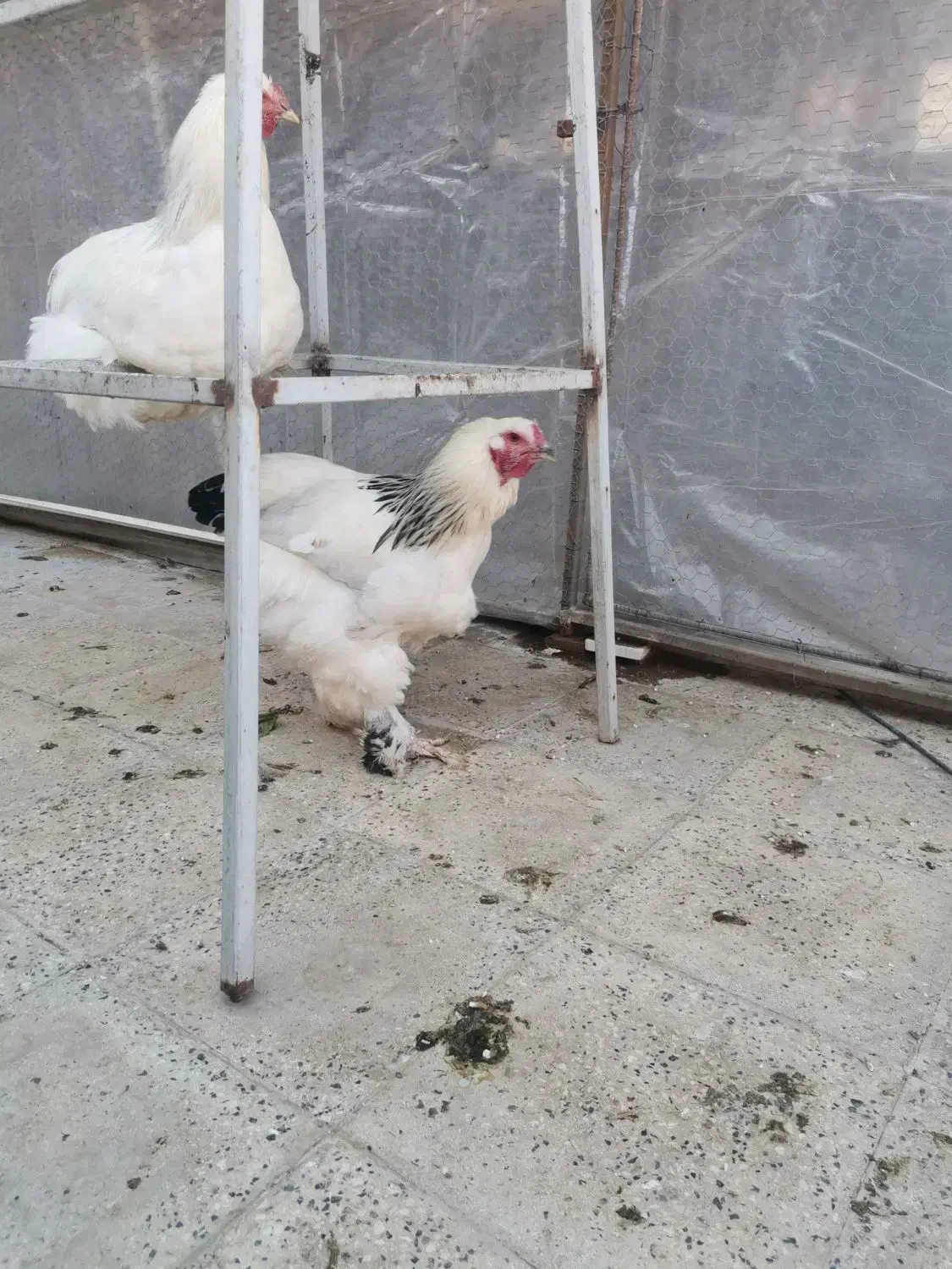 خروس برهما اصل|حیوانات مزرعه|شهریار, شهرک وائین|دیوار