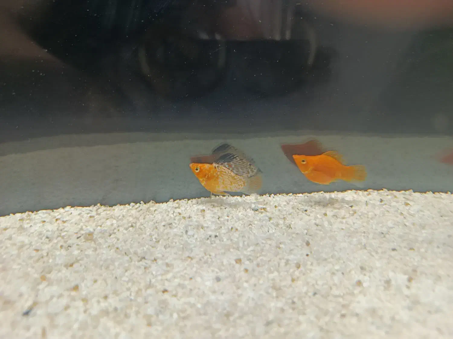 ماهی مولی بالن|ماهی|مرودشت, کناره|دیوار