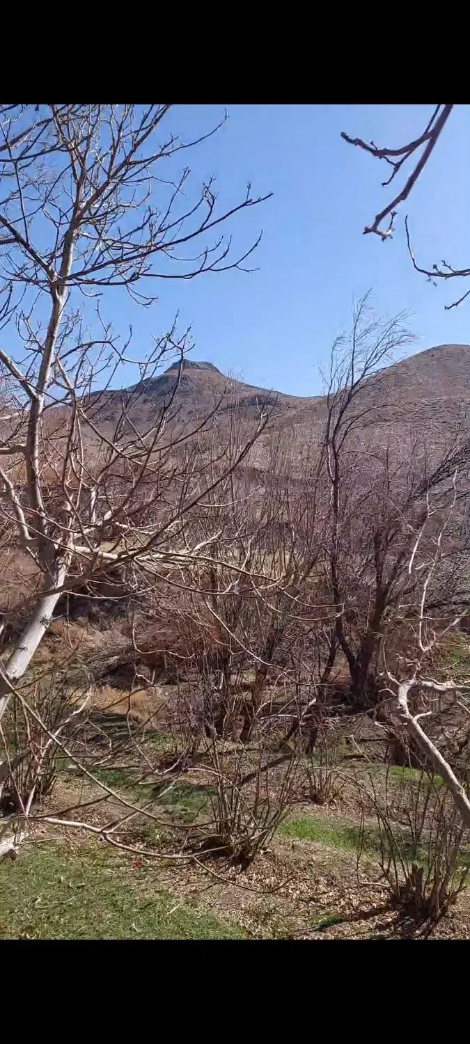 فروش زمین در باغستان درخش ، سرخنگ|فروش زمین و ملک کلنگی|قهستان, |دیوار