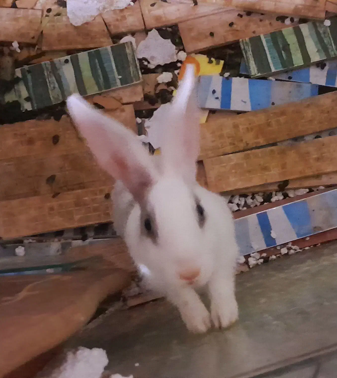 فروش ۲ عدد خرگوش|موش و خرگوش|نیشابور, ۲۲ بهمن|دیوار