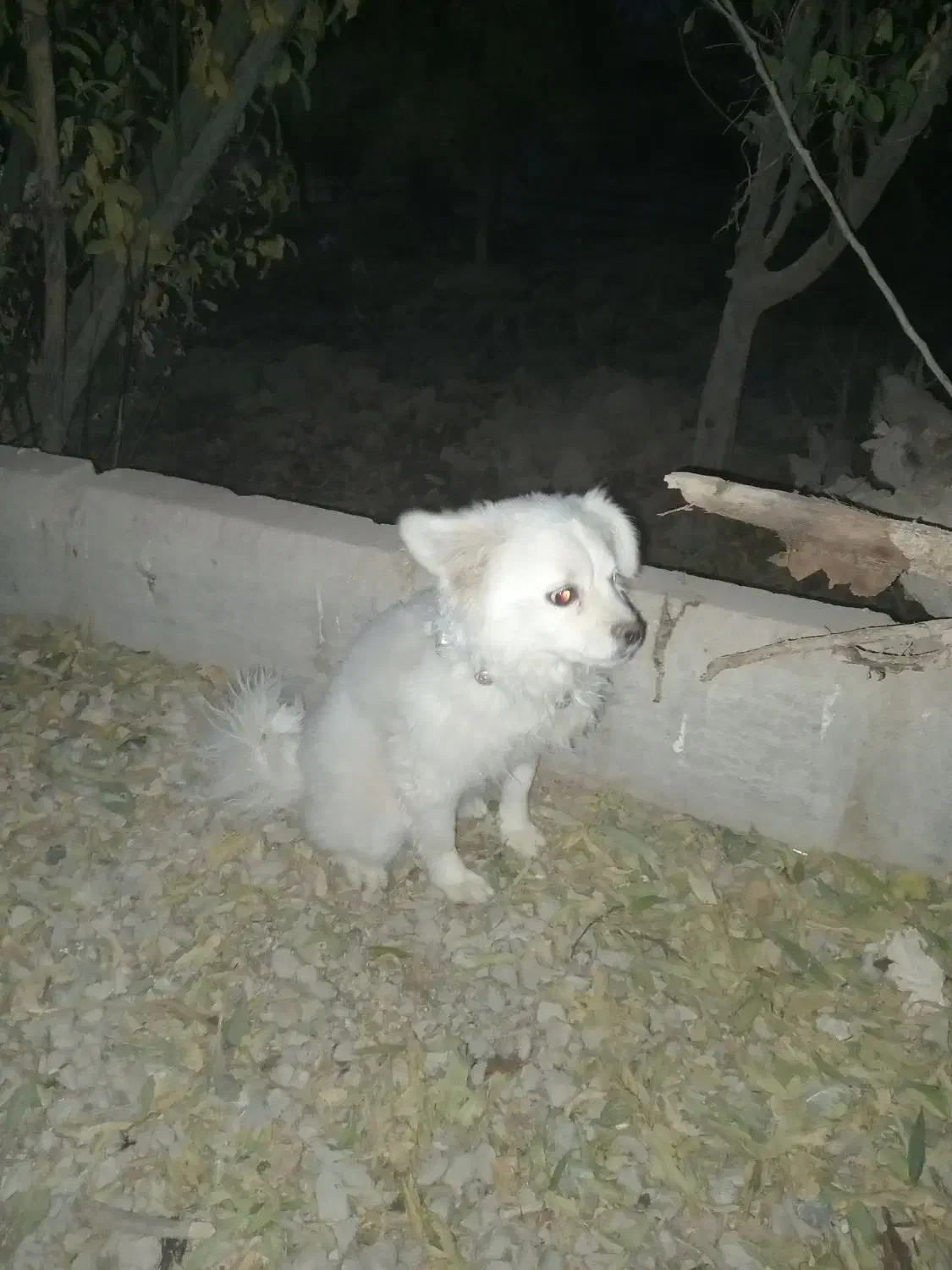 سگ پاکوتاه حرف گوش جا گذاشتم|سگ|رباطکریم, رباطکریم|دیوار