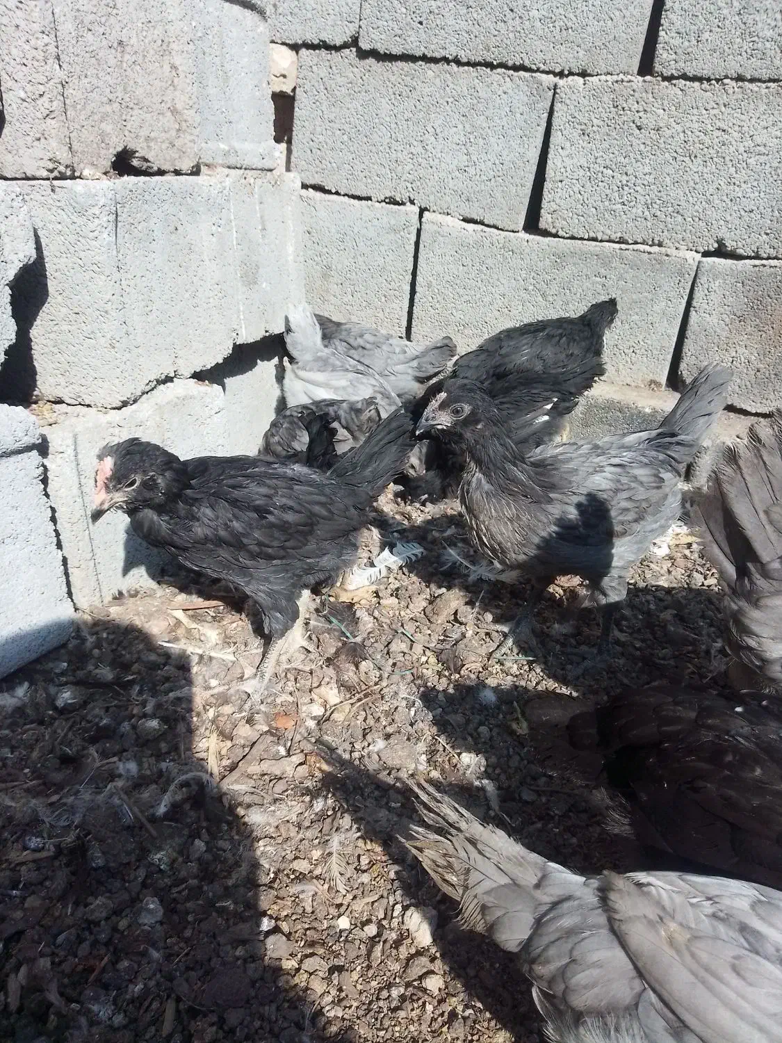 مرغ خروس جوجه گلین فول کیفیت|حیوانات مزرعه|اصفهان, بهارستان|دیوار