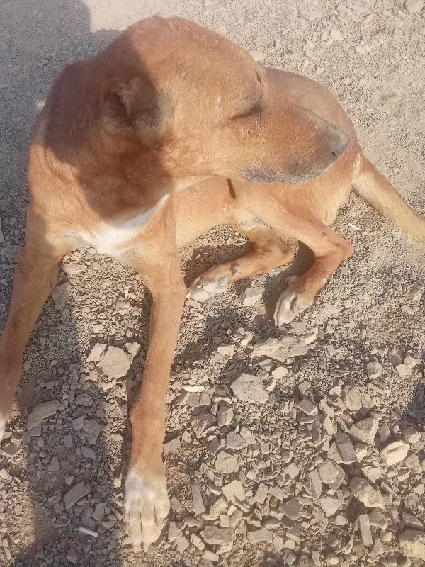 سگ پیتبول قهوه ای|حیوانات|الیگودرز, |دیوار