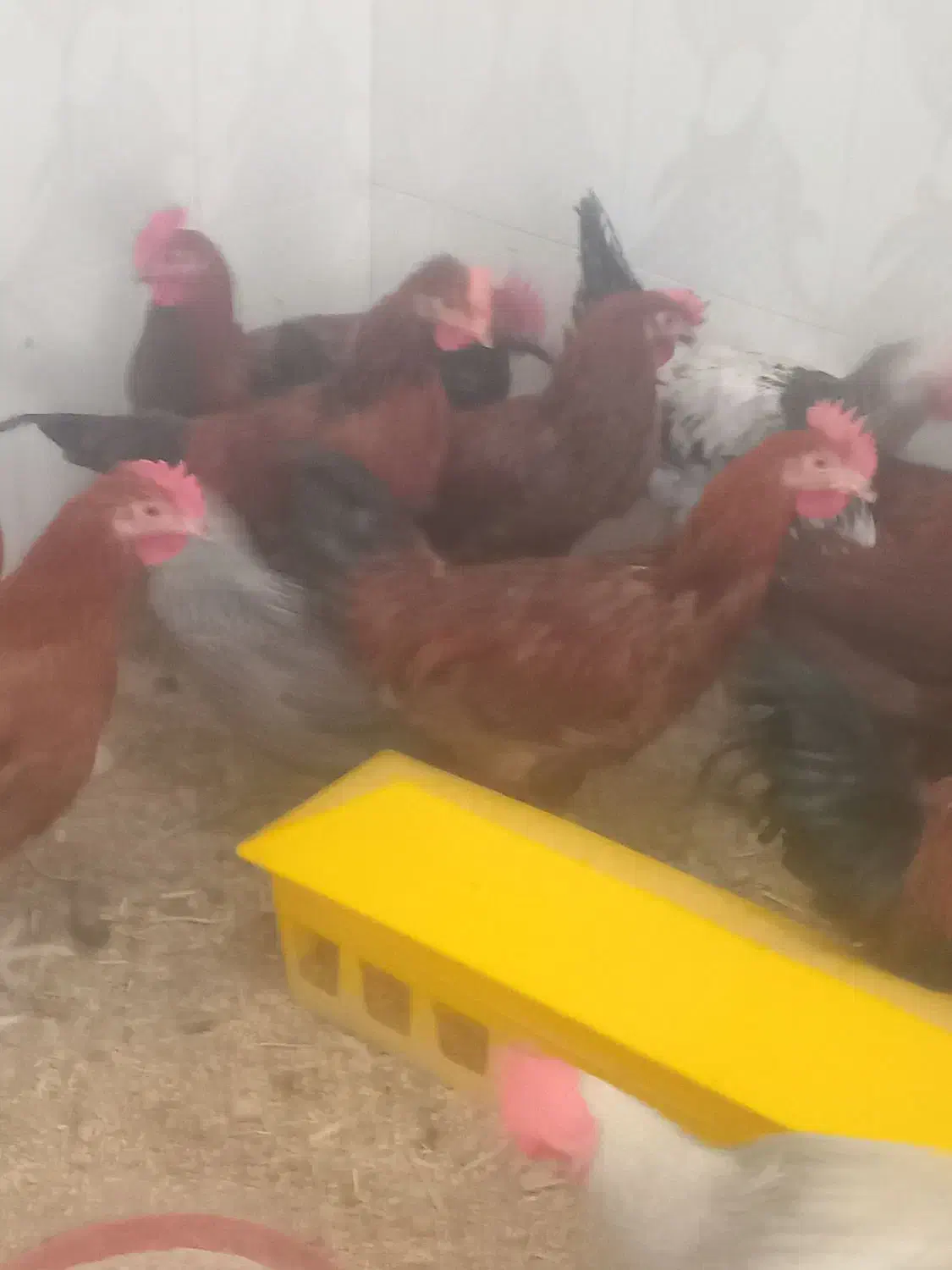 خروس و مرغ محلی ،مرغ عشق، عروس هلندی|حیوانات مزرعه|شیراز, بید زرد|دیوار