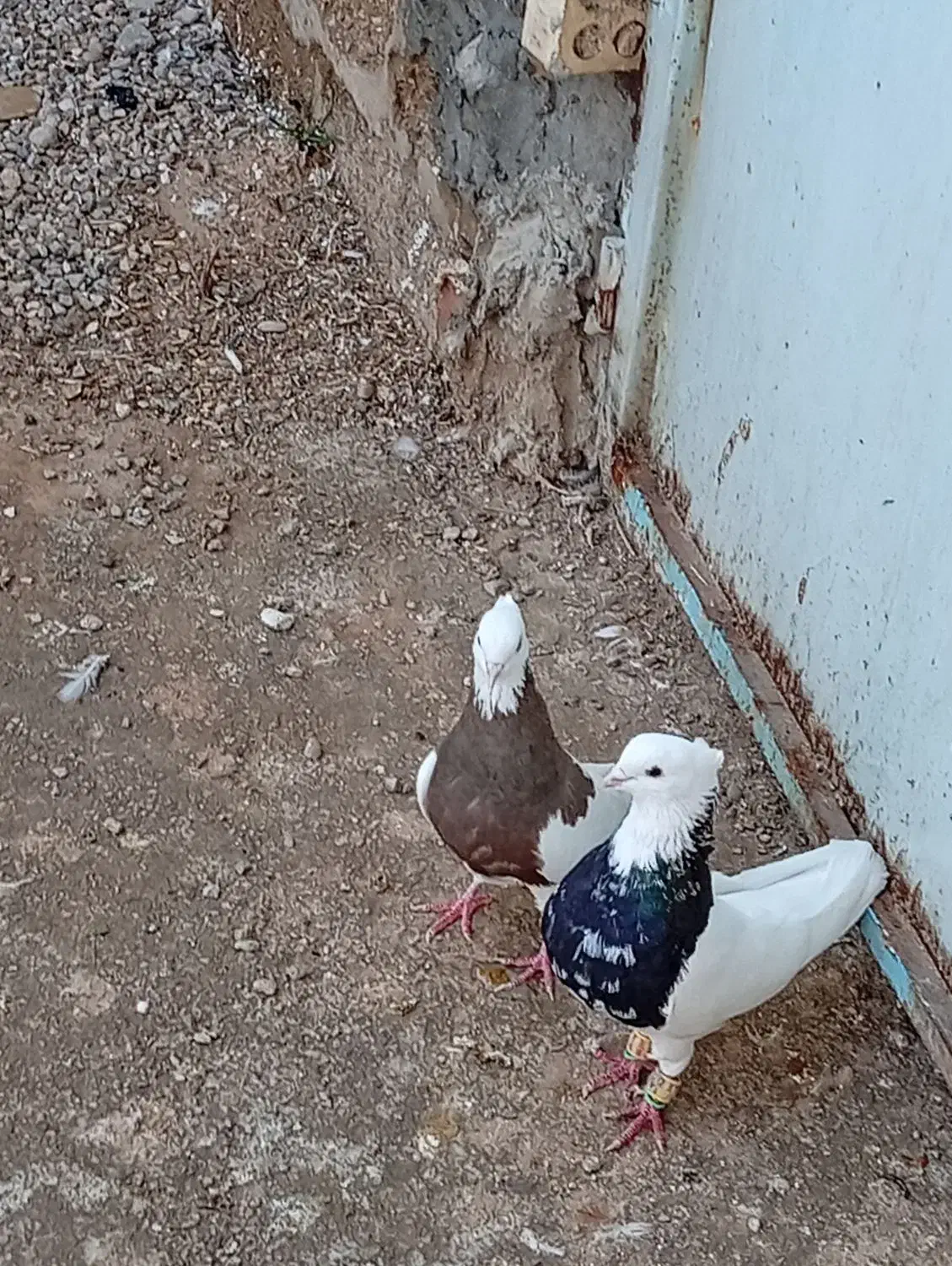 ی جفت طوقی عتیقه|پرنده|امیدیه, |دیوار