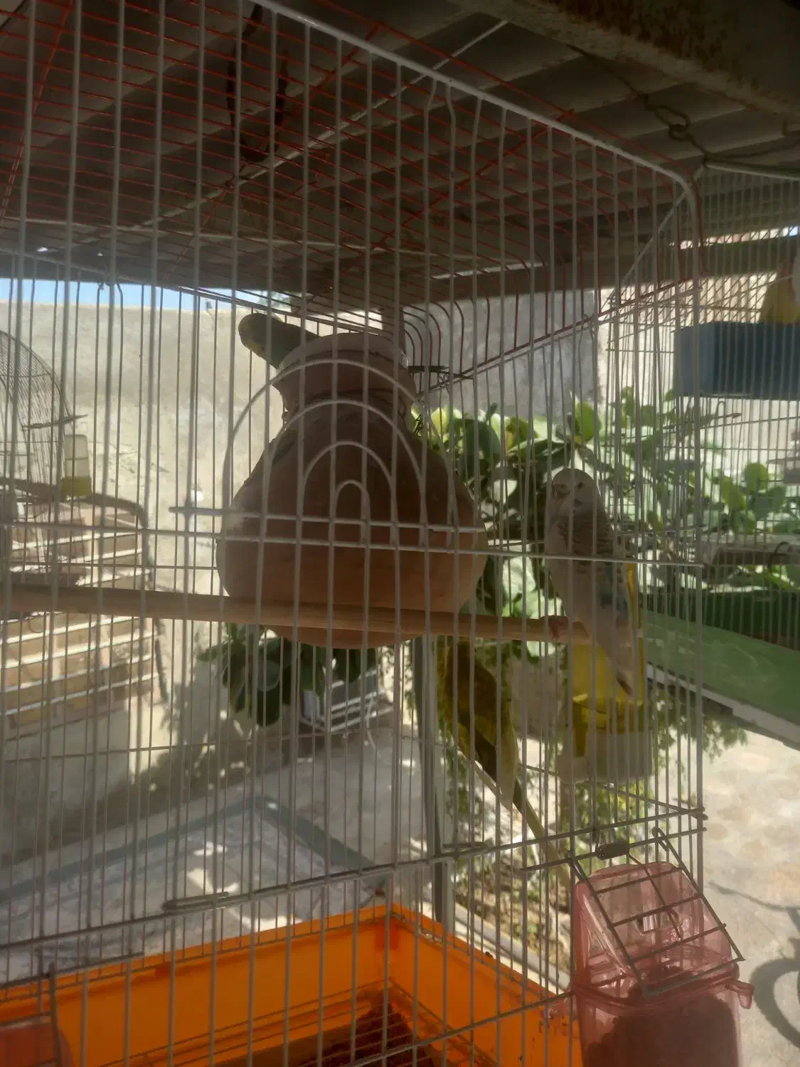 مرغ عشق|پرنده|چابهار, |دیوار