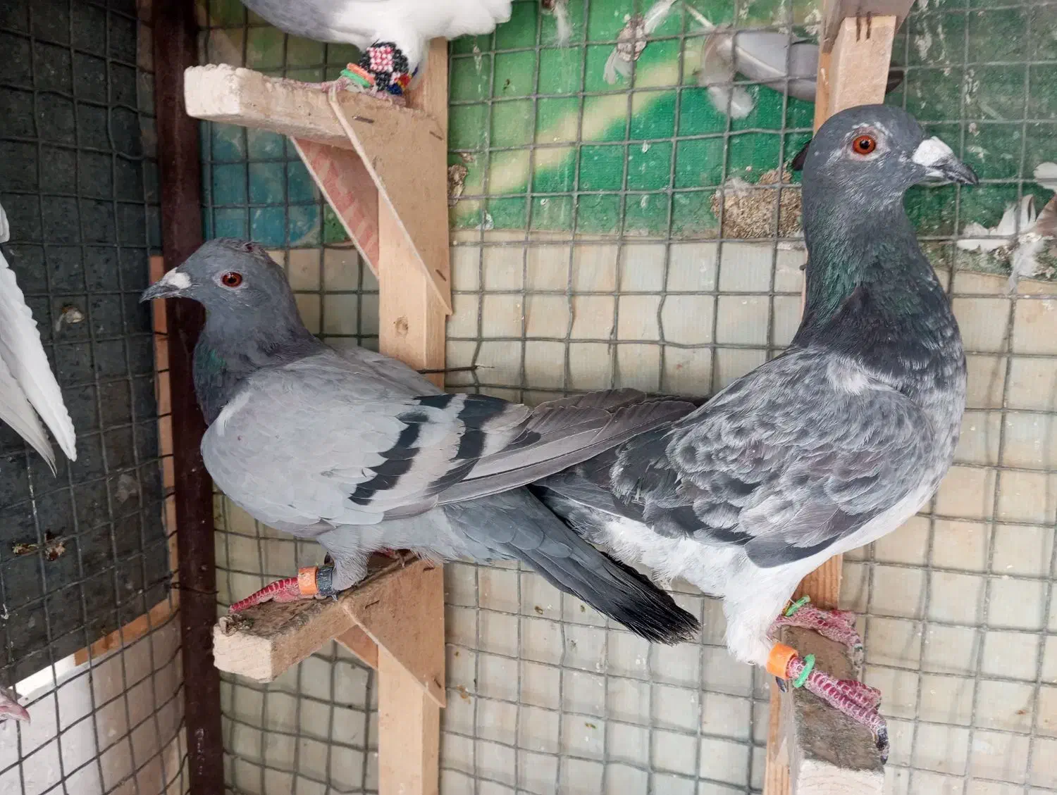 6 تا کفتر دس اولی|پرنده|شیراز, کوزه گری|دیوار