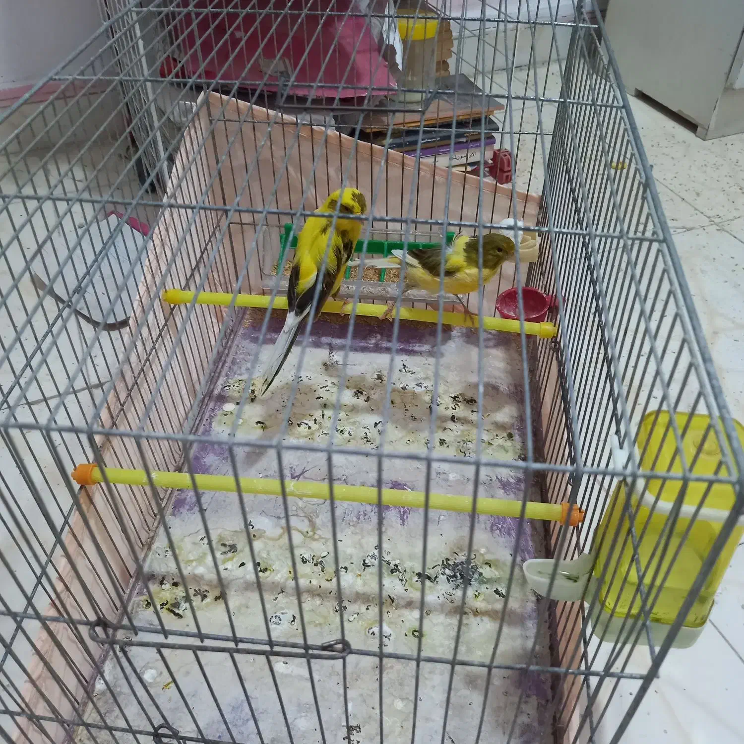 قناری رسمی بلند|پرنده|کهریزک, |دیوار