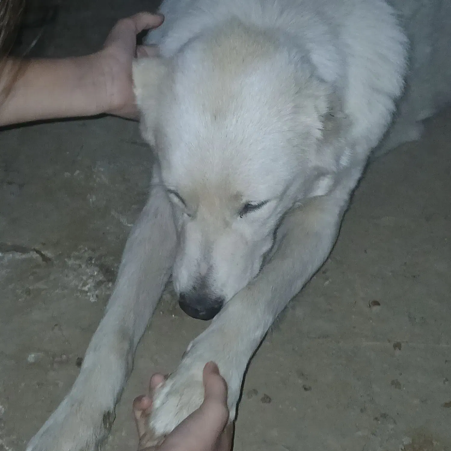 سگ باهوش|سگ|گنبد کاووس, |دیوار