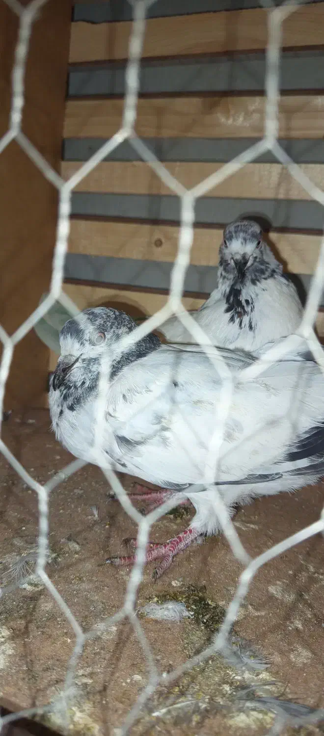 دونه ای 200جفتی 350|پرنده|فاضل آباد, |دیوار