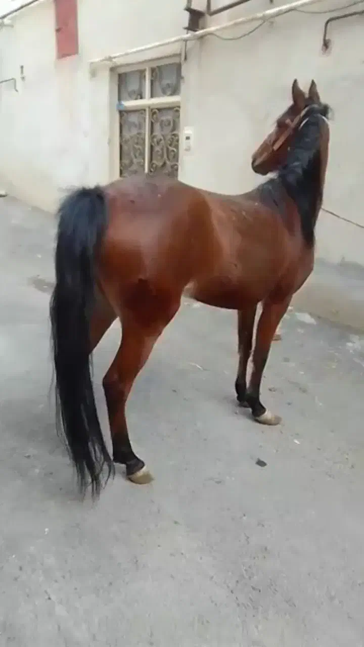 کره اسب جوان سه ساله|اسب و تجهیزات اسب‌سواری|تبریز, |دیوار