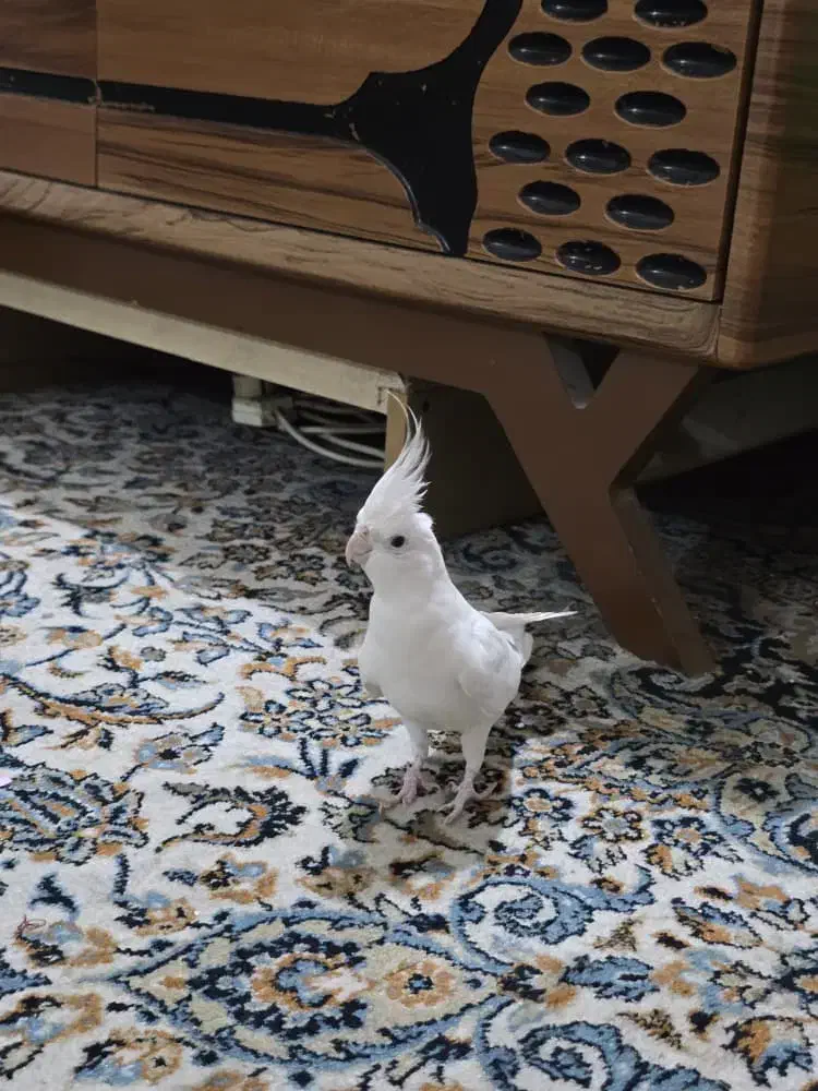 جوجه عروس|پرنده|اهواز, فاز ۵ پاداد|دیوار