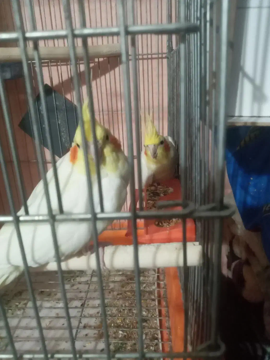 عروس هلندی|پرنده|قنوات, |دیوار