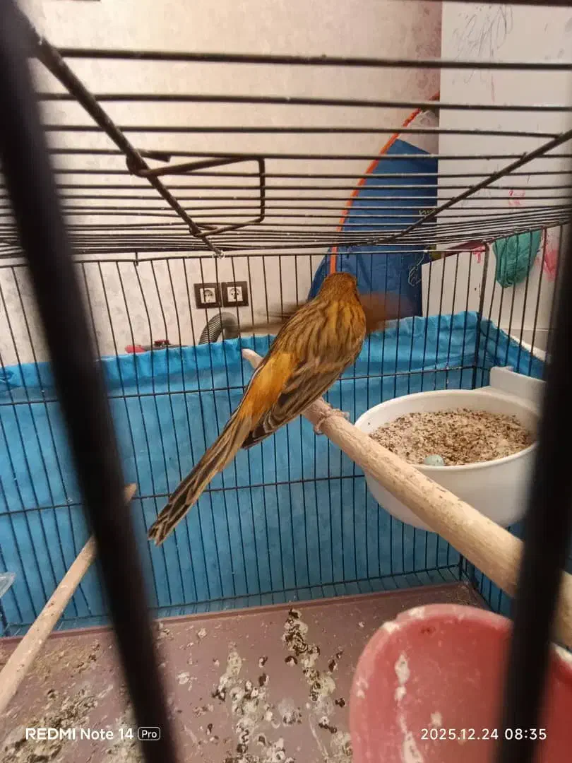 قناری|پرنده|شیراز, سجادیه|دیوار