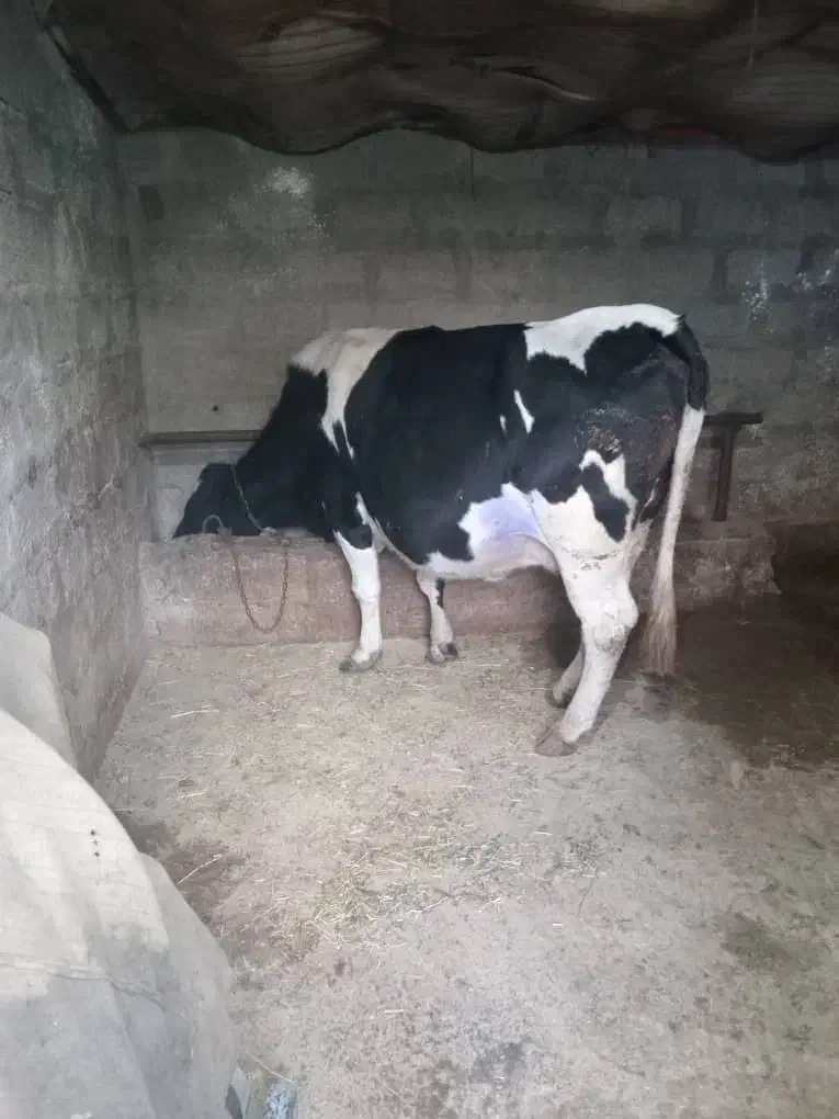 گاو آبستن گاو شیری|حیوانات مزرعه|نشتارود, |دیوار