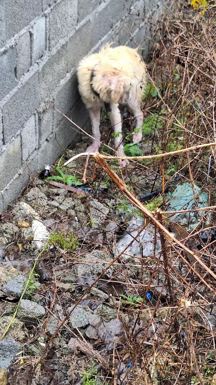 سگی پیدا شده|حیوانات|رشت, پیرکلاچای|دیوار