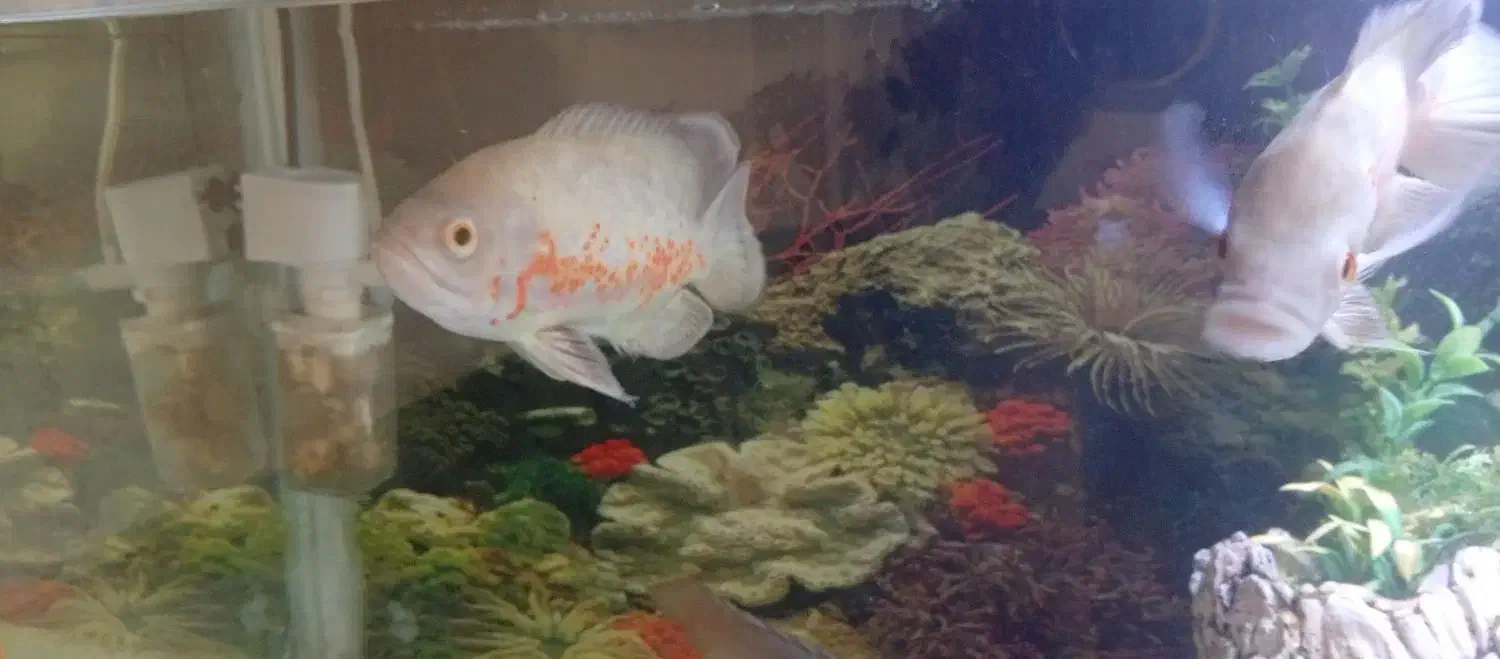 اکواریم یک متری اسکار|ماهی|سقز, |دیوار