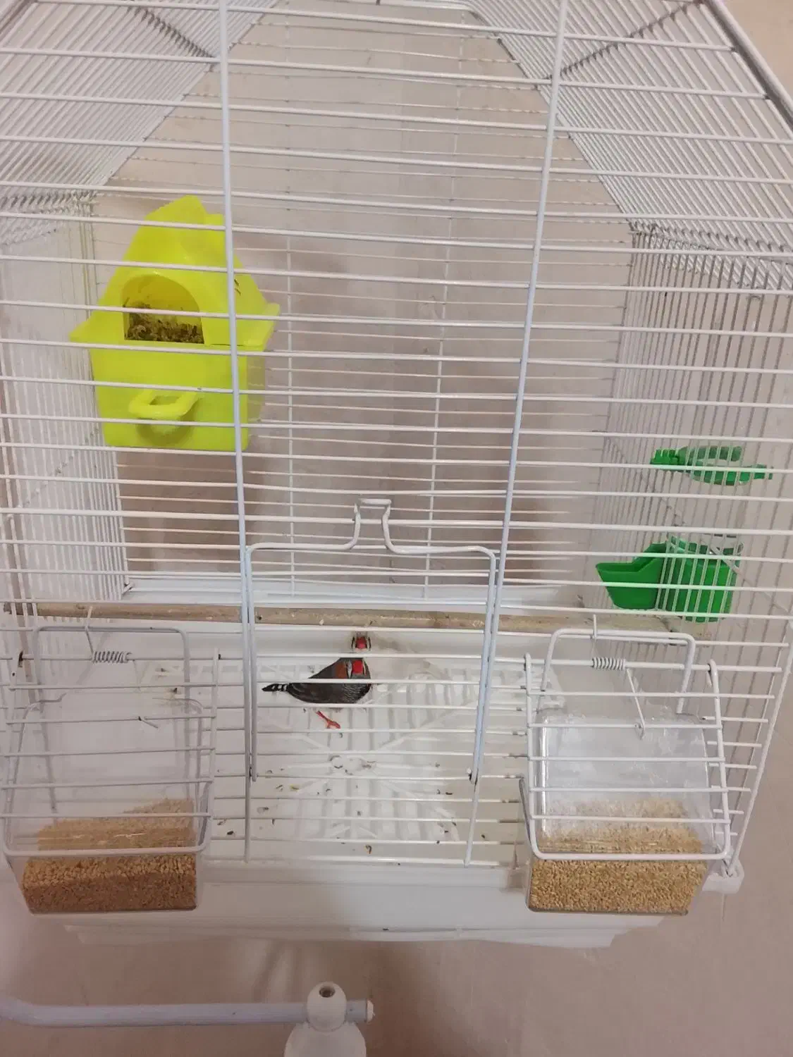 فنج مولد|پرنده|ارومیه, |دیوار