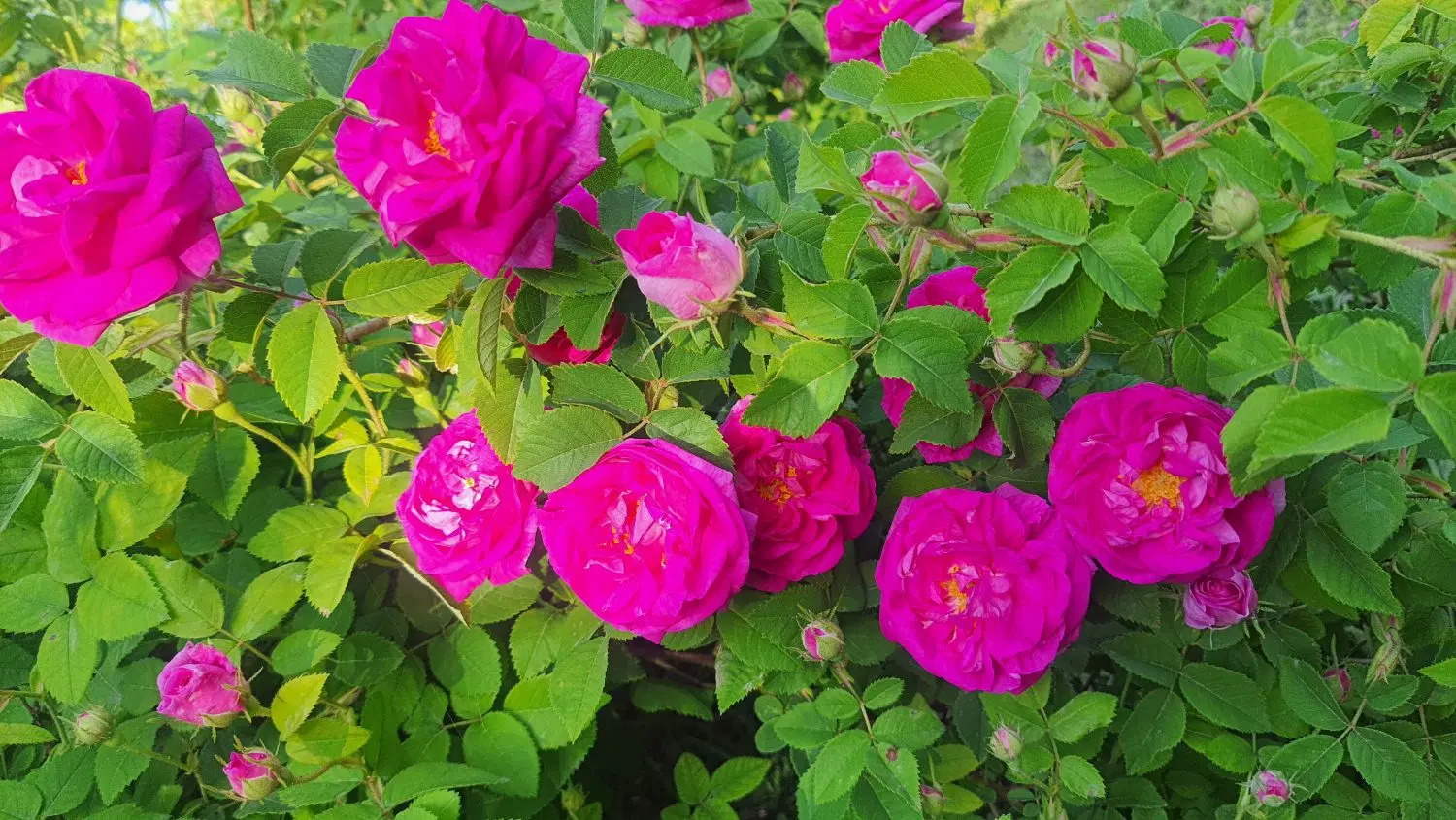 گل محمدی|خوردنی و آشامیدنی|ایواوغلی, |دیوار