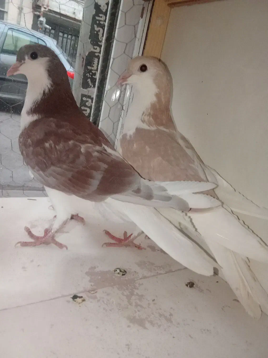 کفتر|پرنده|قدس, شهرقدس|دیوار