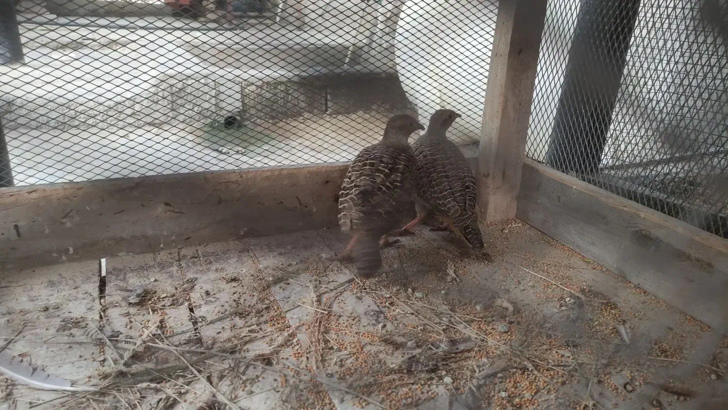 یه جفت پرنده برای معاوضه دارم‌باآلبینویافنچ معمولی|پرنده|چابهار, |دیوار