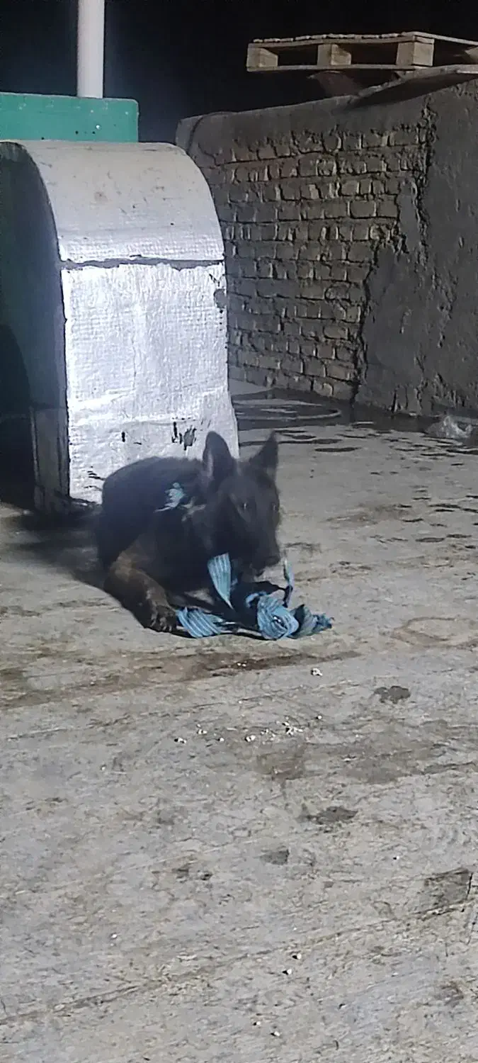 مالینویز نر|سگ|کاشان, مزرعه نو|دیوار