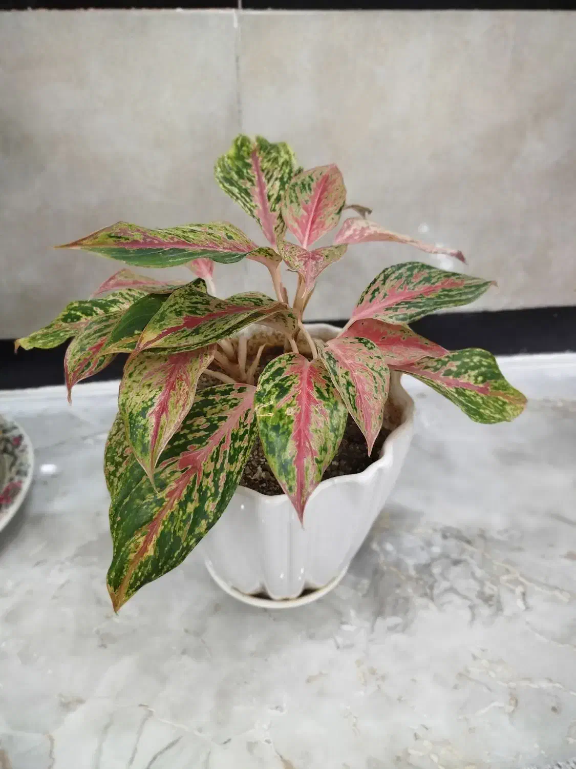 گل آگلونماصورتی وگل سانسوریاکوتاه|گل و گیاه طبیعی|بوکان, |دیوار