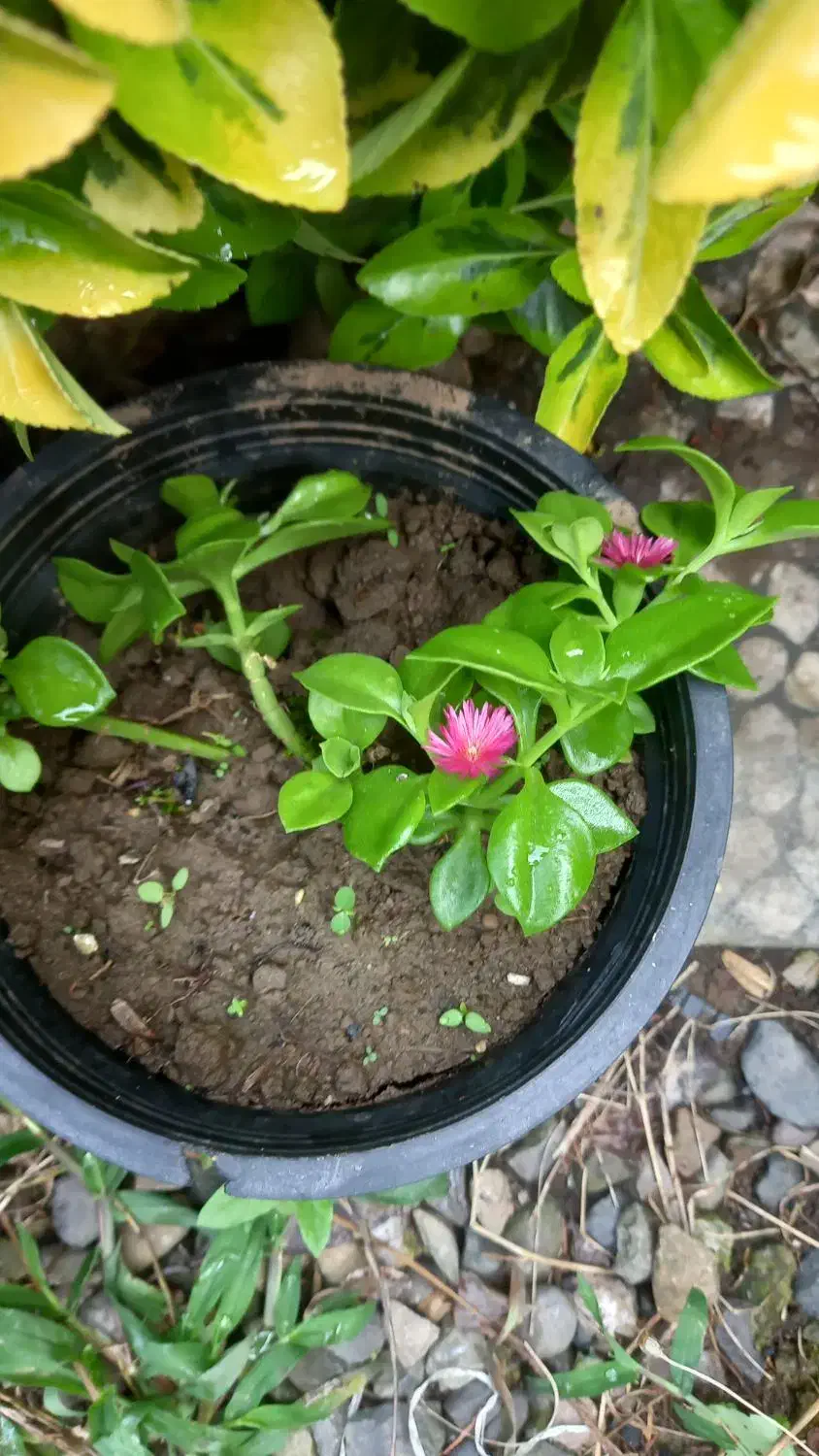 انواع گل فقط ۱۵تومن به علت کمبود جا|گل و گیاه طبیعی|واجارگاه, |دیوار