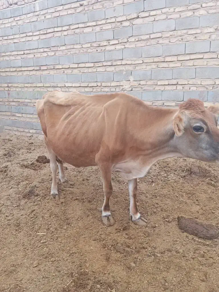 گاوجرسی|حیوانات مزرعه|هیرمند, |دیوار