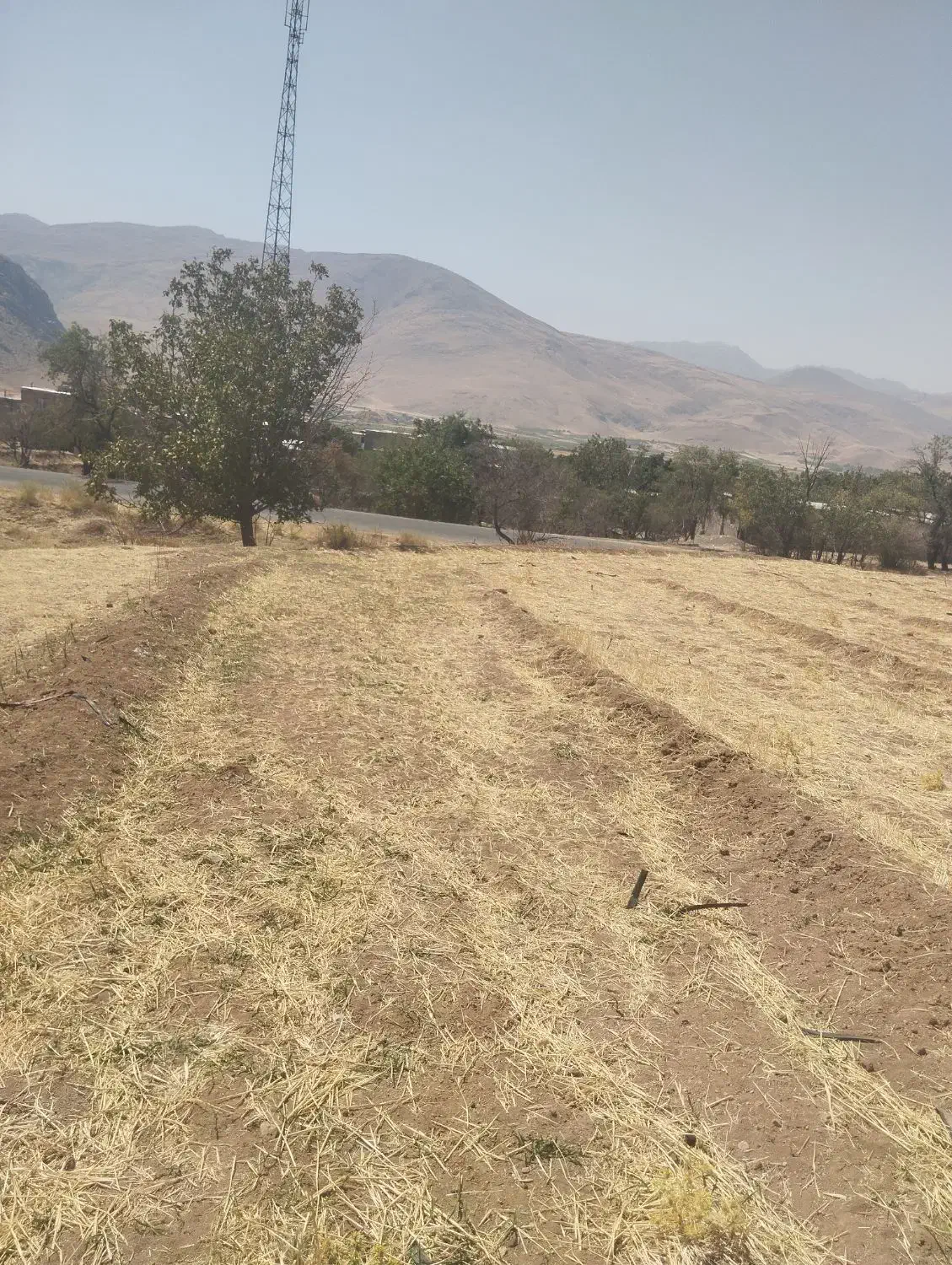زمین مرغوب نزدیک روستاوچسپیده به جاده اصلی|فروش زمین و ملک کلنگی|دینور, |دیوار