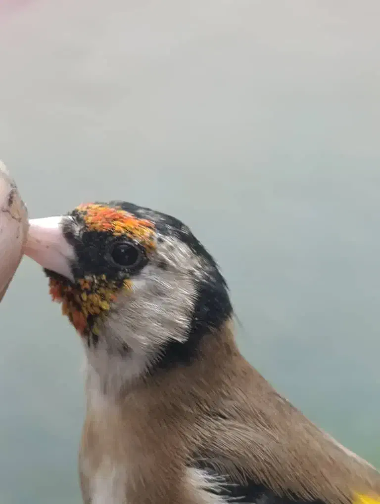 ۴ عدد سهره ۳عدد نر ۱ عدد ماده جوجه قفس|پرنده|وحیدیه, |دیوار