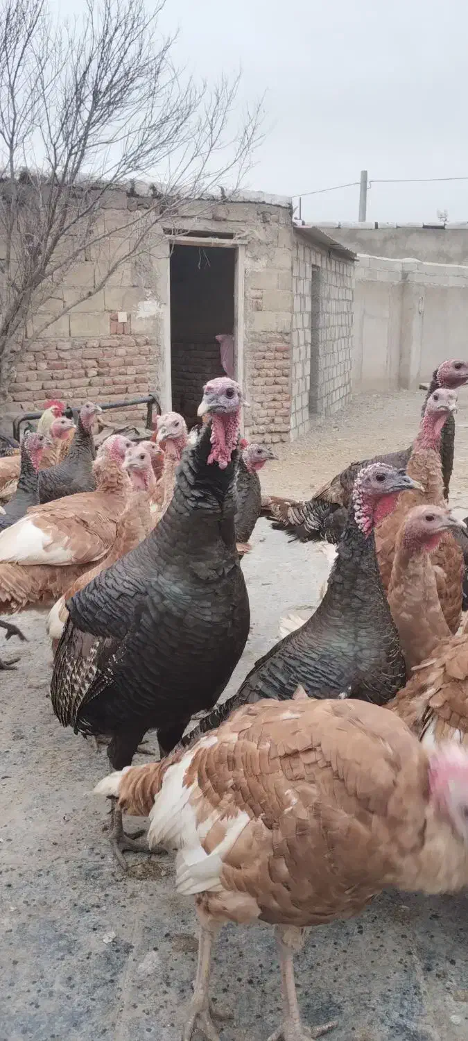 بوقلمون و مرغ خروس طبیعی|حیوانات مزرعه|اردبیل, |دیوار