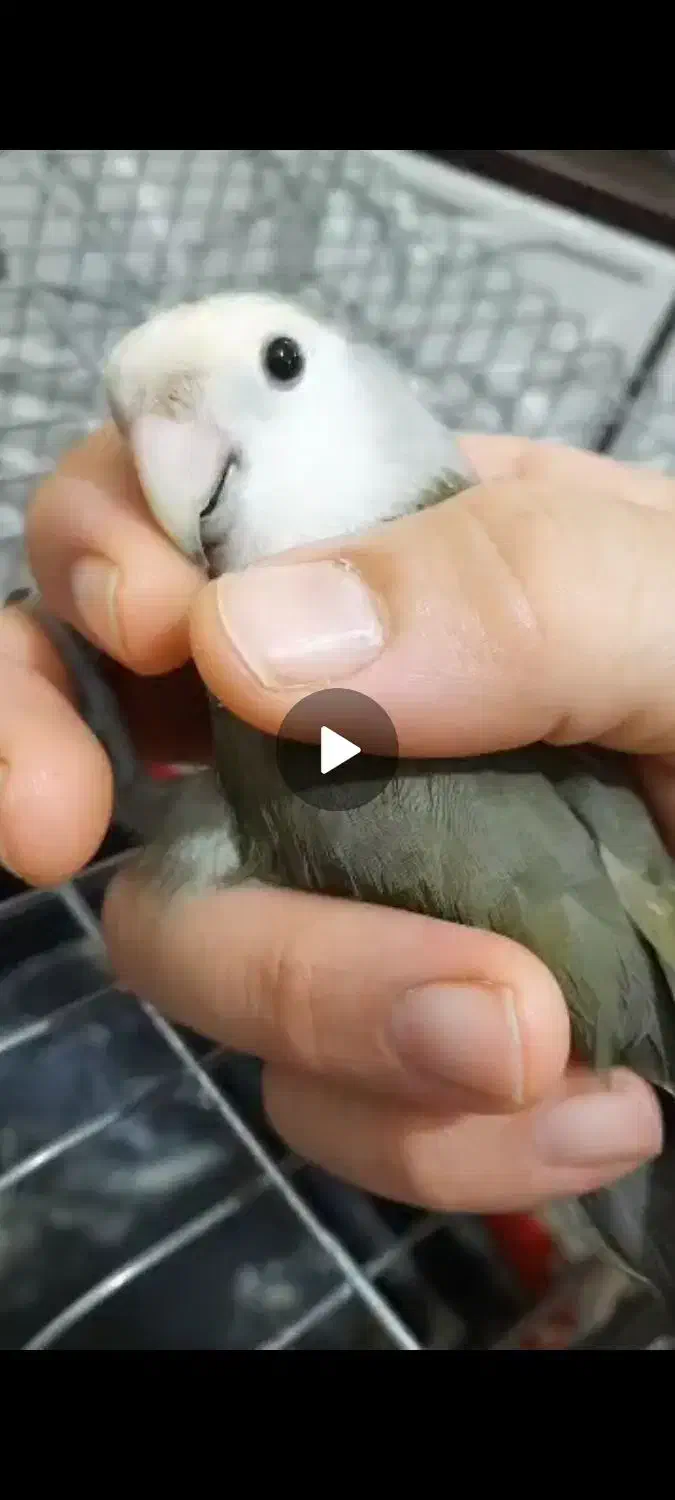 گمشده|حیوانات|آبادان, |دیوار