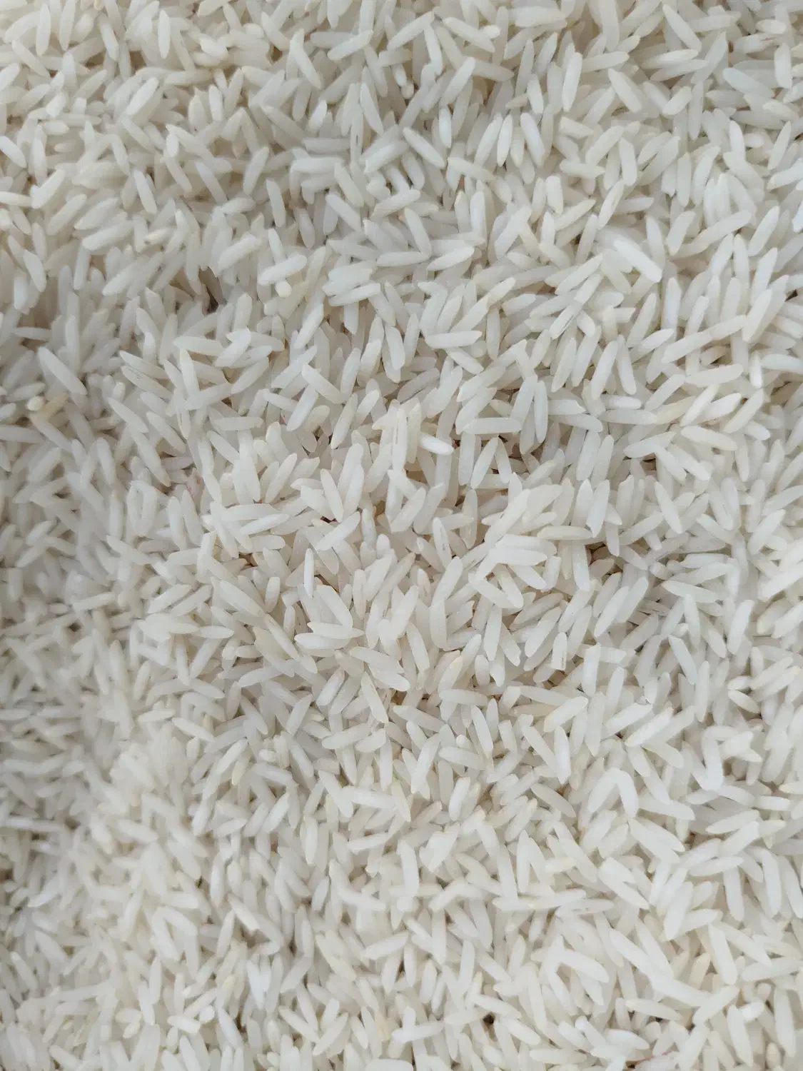 فروش لاشه هاشمی صدری برنج در ماهدشت|خوردنی و آشامیدنی|ماهدشت, |دیوار