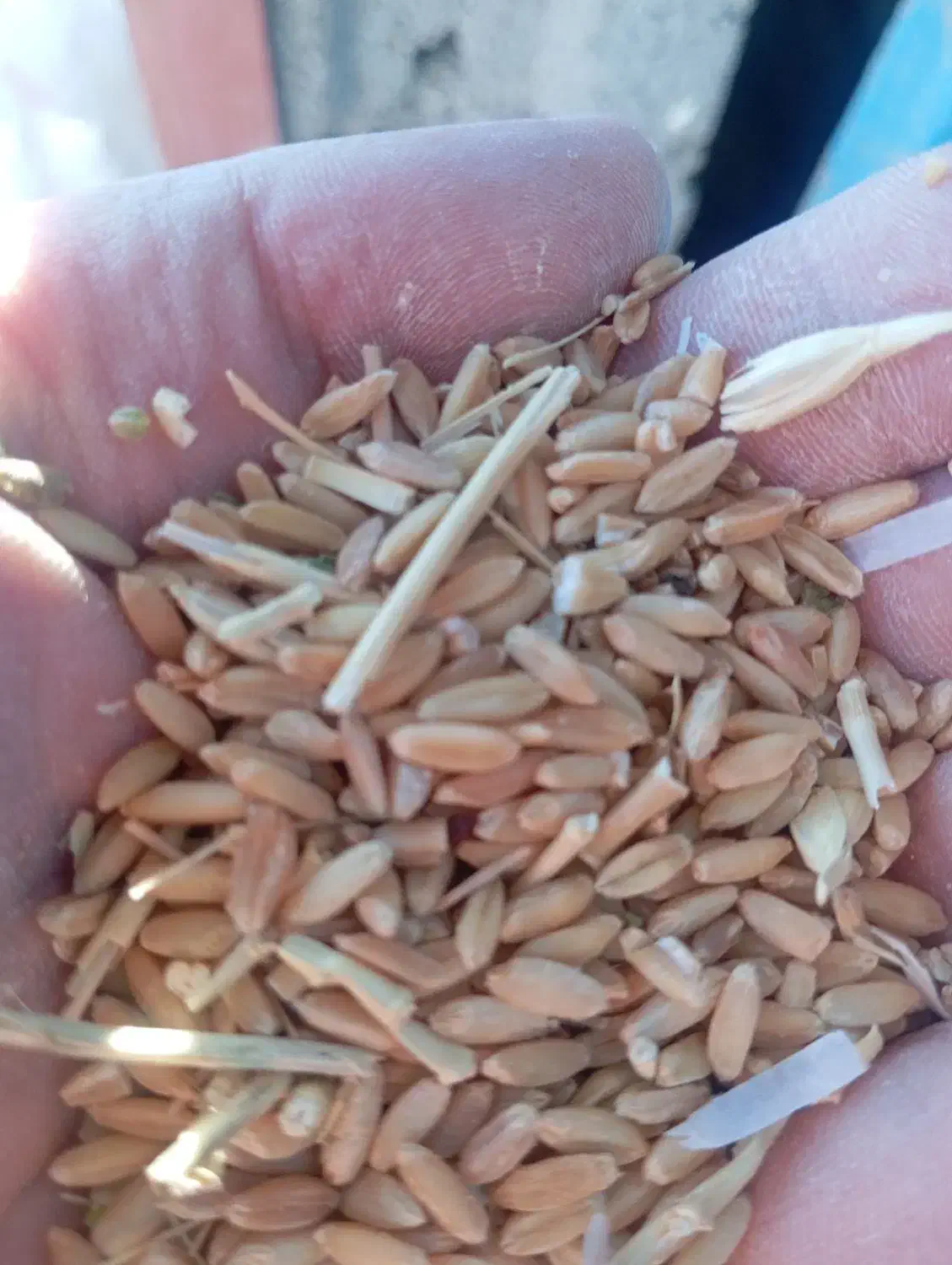 فروش گندم|عمدهفروشی|ترکمانچای, |دیوار