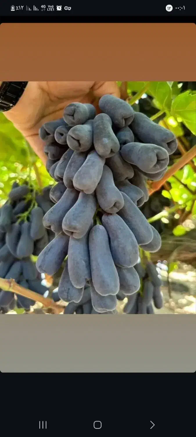 عرضه ی مستقیم انواع نهال انگور|خدمات باغبانی و درختکاری|سبزوار, قصبه غربی|دیوار