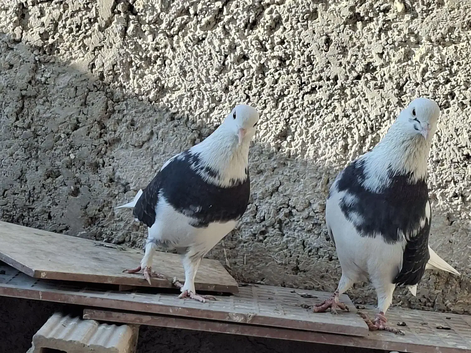 بلندپروازان آسمان|پرنده|مشکین‌دشت, |دیوار