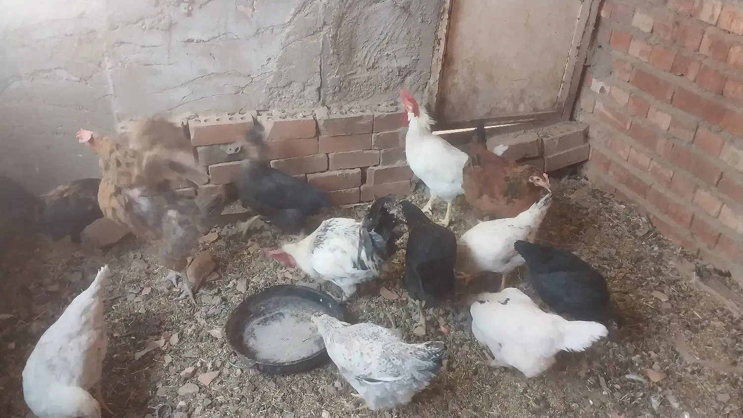 مرغ و خروس|حیوانات مزرعه|کرمان, |دیوار