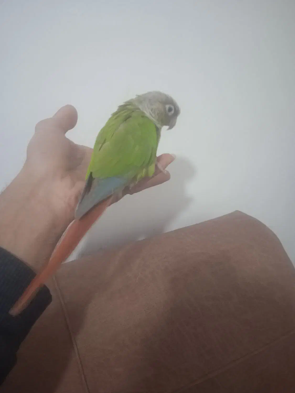 طوطی گیرچینگ. نام جیکو|پرنده|شیراز, شهرک فرزانگان|دیوار