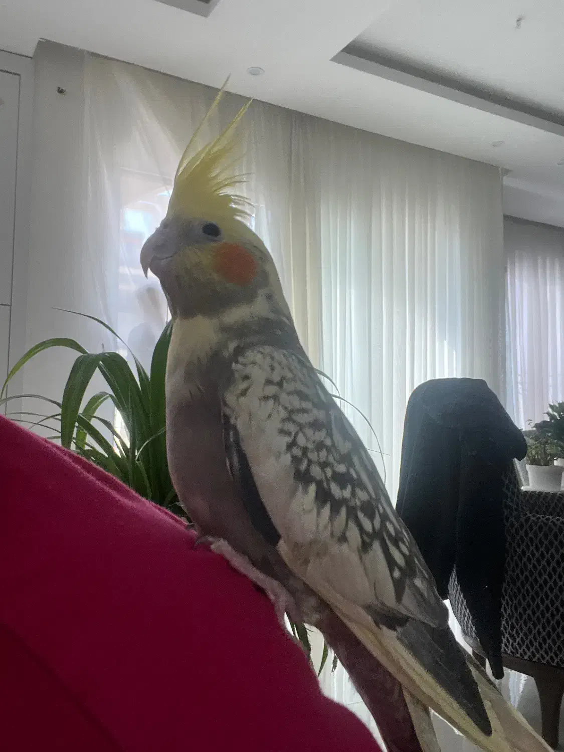 عروس هلندی|پرنده|مشهد, دانشجو|دیوار