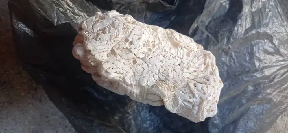 استفراغ نهنگ عنبر ونهنگ شهب|آرایشی، بهداشتی، درمانی|هندیجان, |دیوار