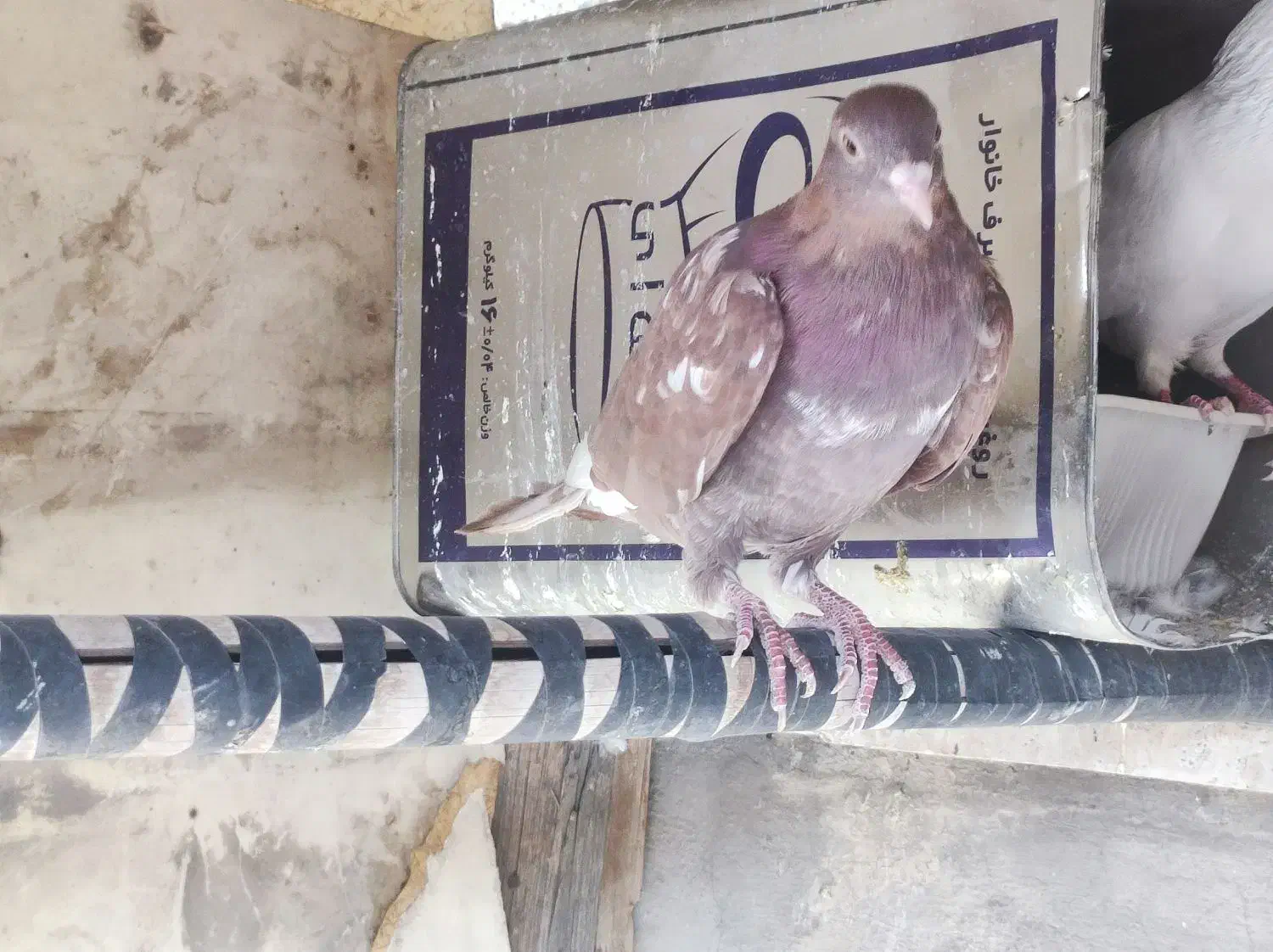 کفتردهاتی انگلیسی پاکستانی|پرنده|تهران, اسکندری|دیوار