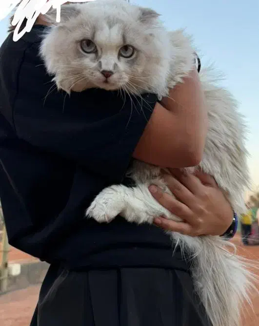 جفت گیری گربه|گربه|اصفهان, فیض|دیوار