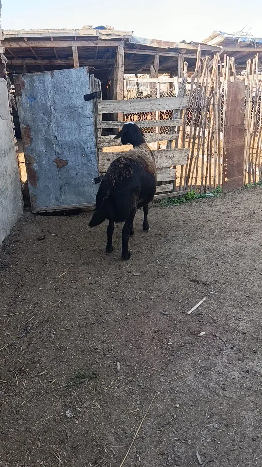 1راس میش کردستانی قوچ خورده اتوبوسی|حیوانات مزرعه|سیمین شهر, |دیوار