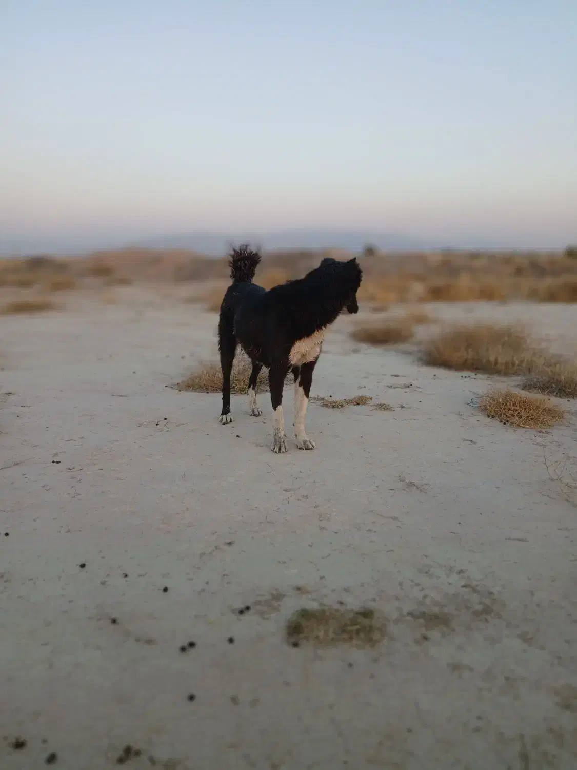 واگذاری سگ|سگ|مرودشت, رودبال|دیوار