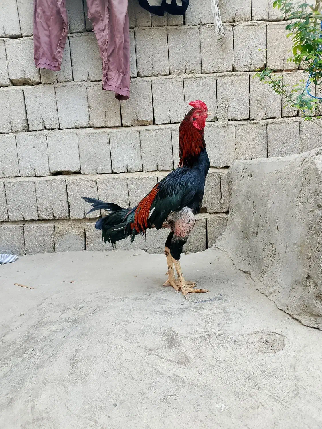 خروس ترک|حیوانات مزرعه|قشم, |دیوار