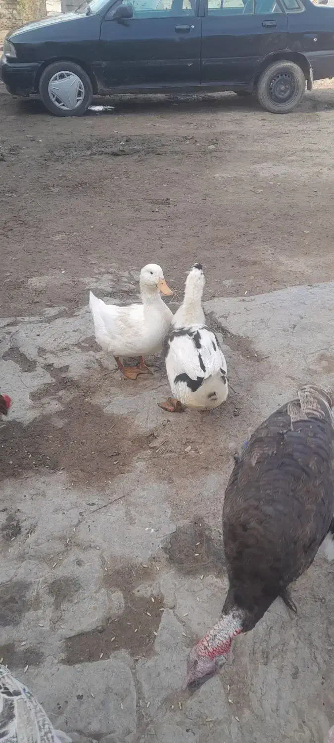 اردک|حیوانات مزرعه|آبش احمد, |دیوار