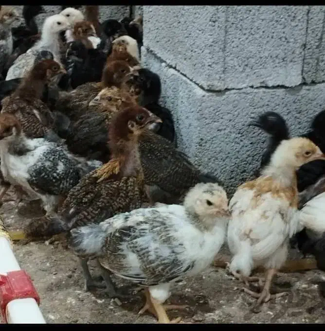 جوجه مرغ/اردک/ بوقلمون|حیوانات مزرعه|کازرون, |دیوار