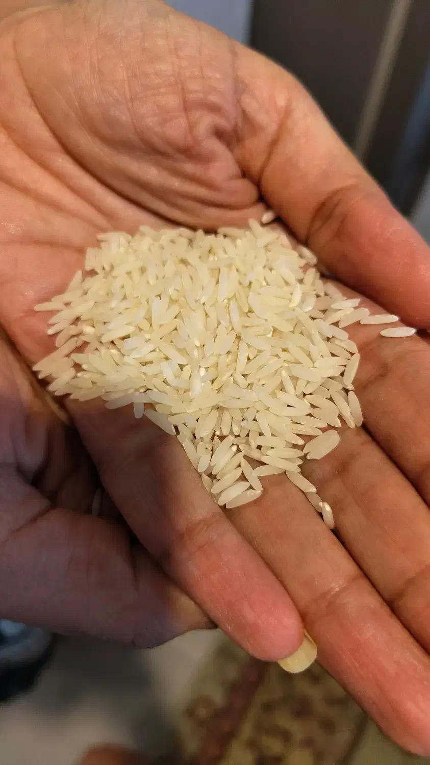 برنج طارم هاشمی درجه یک|خوردنی و آشامیدنی|ساری, |دیوار